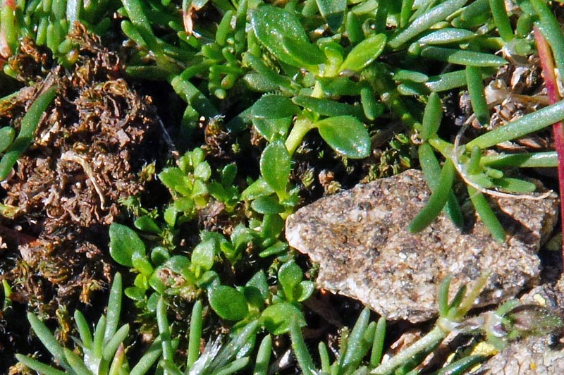 Herniaria litardierei / Erniaria a foglie larghe